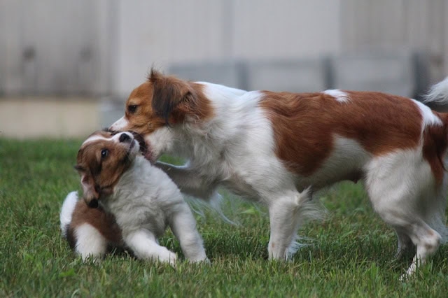 子犬と遊ぶタミーっ子のかわいい瞬間.