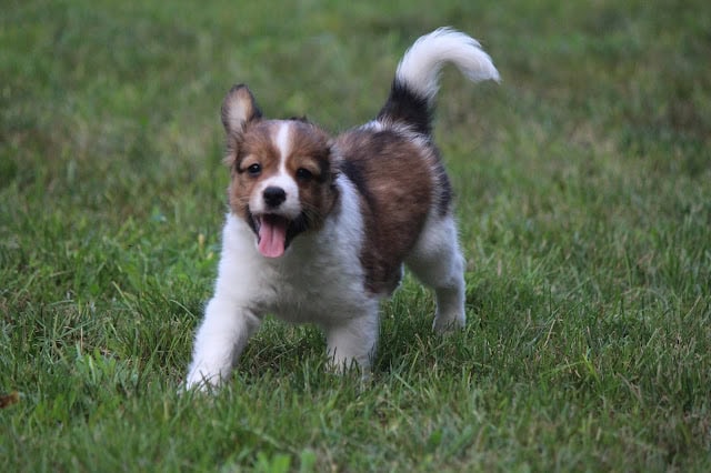 犬の子供が元気に走る様子.