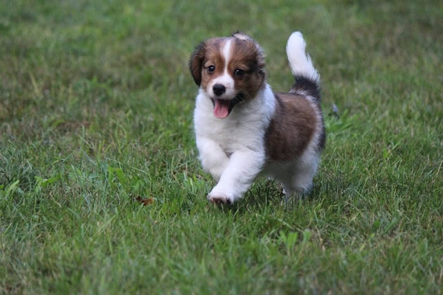かわいい子犬が草原を走る姿を捉えた写真です。.