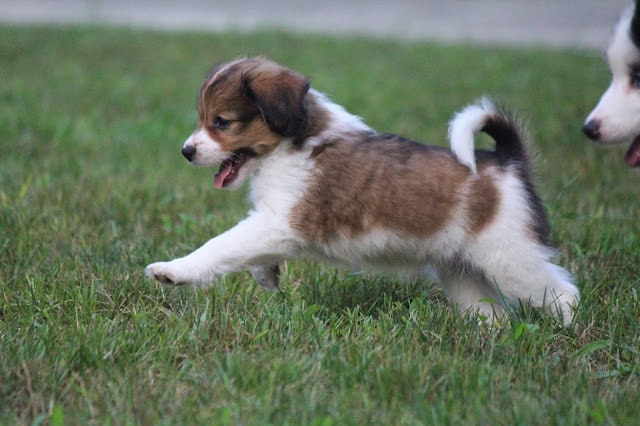 子犬が草原で遊んでいる様子を捉えた画像です。.