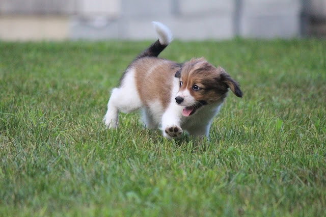 小さな子犬が緑の芝生の上を走っています.