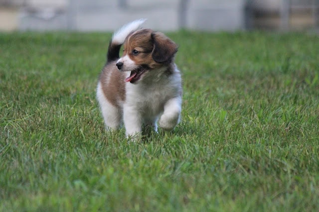 子犬が緑の芝生の上を楽しそうに走っています。.