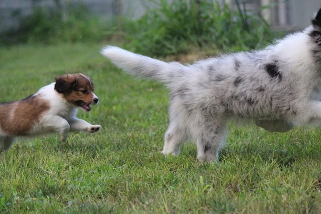 子犬とタミーっ子が草原で遊んでいる様子.