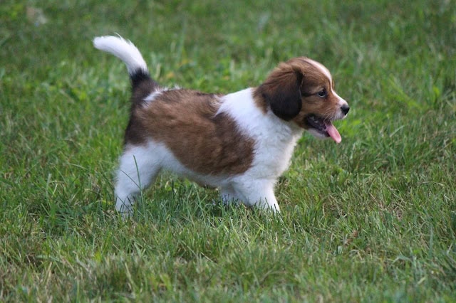 子犬が草原で遊んでいる様子を捉えた画像.