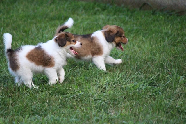 子犬たちが広い草原で遊んでいます。.