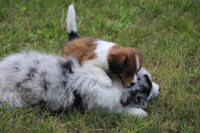 子犬と子猫が草の上で遊んでいる様子.