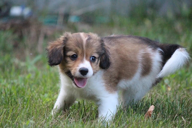子犬のかわいい散歩シーン.