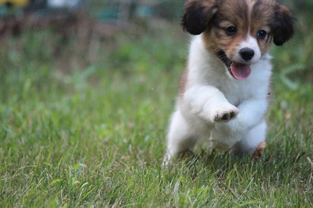 かわいいジャックラッセルテリアの子犬が草原を走る姿。.