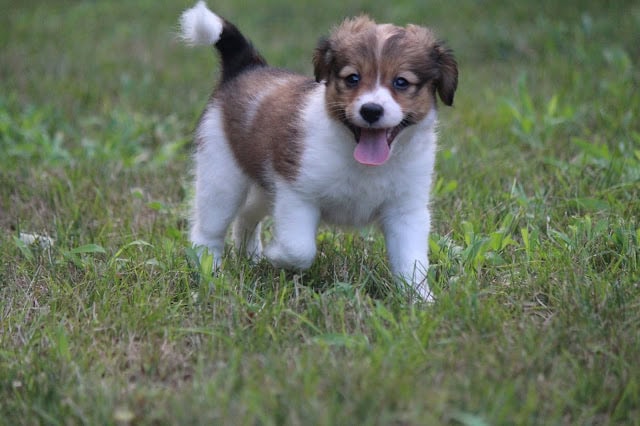 かわいい子犬が草原で遊んでいる様子。.