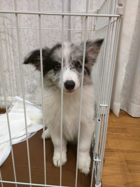 子犬のかわいい表情とふわふわの毛並みが印象的です。.