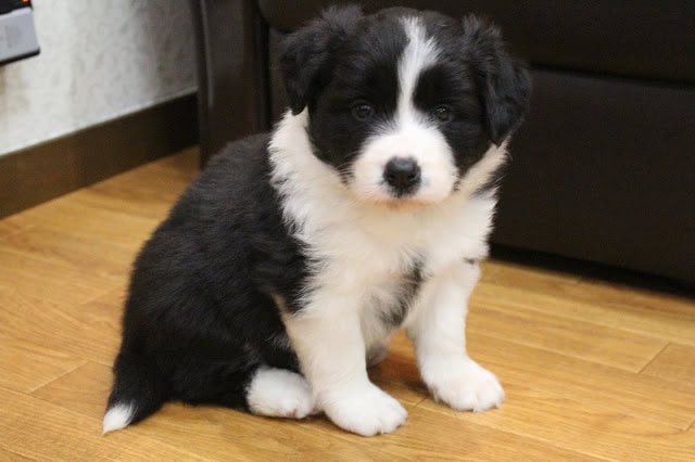 かわいいブラック＆ホワイトの子犬の写真.