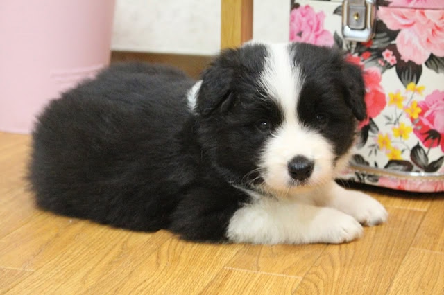 子犬の可愛い黒白のパピー写真.