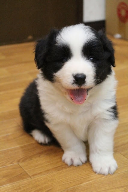 子犬のアップ写真、黒と白の毛色が特徴的です。.