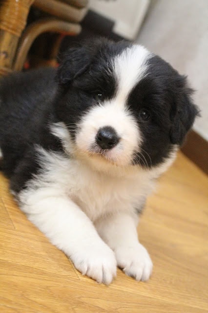 黒白の子犬が木製の床に座っている写真.