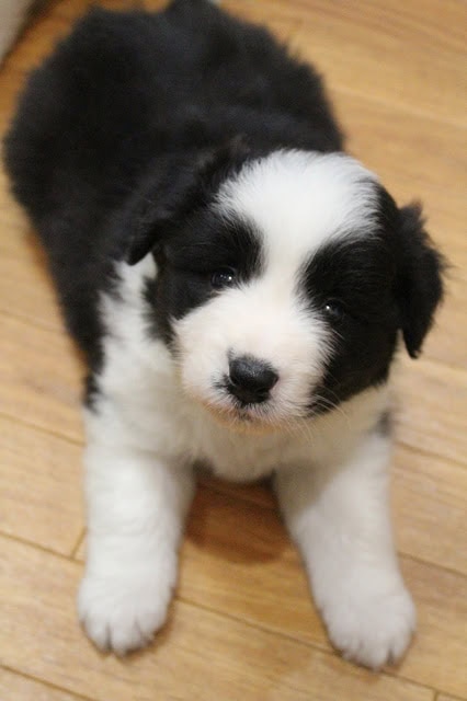 黒白の子犬が木の床の上に座っています.