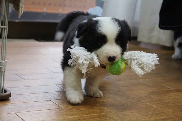 子犬が木製の床の上でおもちゃのぬいぐるみを咥えています。.