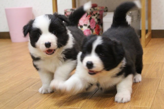 子犬の可愛い瞬間を捉えた写真です。.