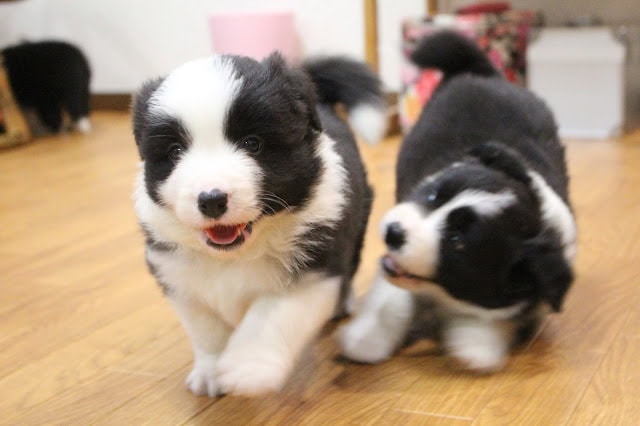 子犬のペアが遊んでいる様子を捉えた画像です。.