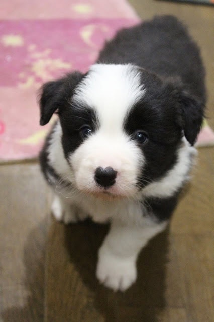 子犬のアップ写真、黒白の毛並みと愛らしい表情が魅力的です。.