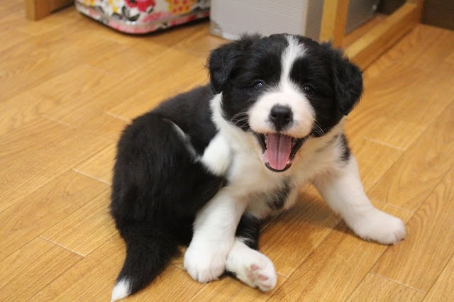 子犬の笑顔と遊び心あふれる表情を捉えた写真です。.