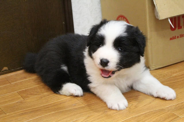 子犬の可愛いブラック＆ホワイトのコーギー.