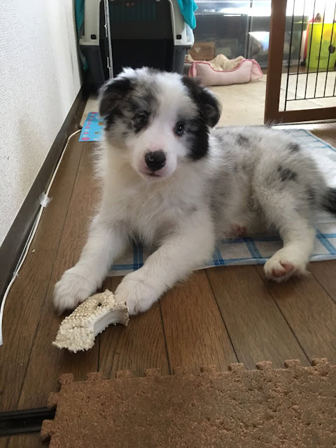 子犬が室内でおもちゃの骨を持って座っています。.