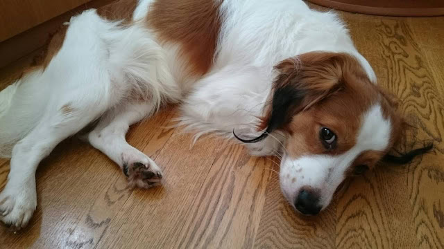 犬が木製の床に横たわっている様子.