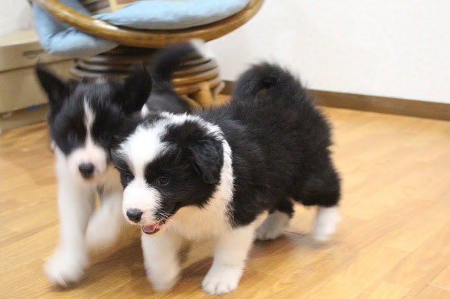 子犬と子猫が遊んでいる様子を捉えたかわいいペットの写真です。.