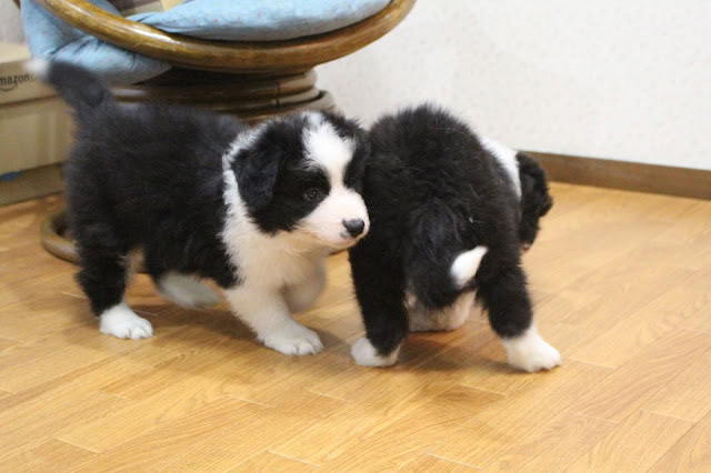 子犬が木製の床の上で遊んでいる様子.