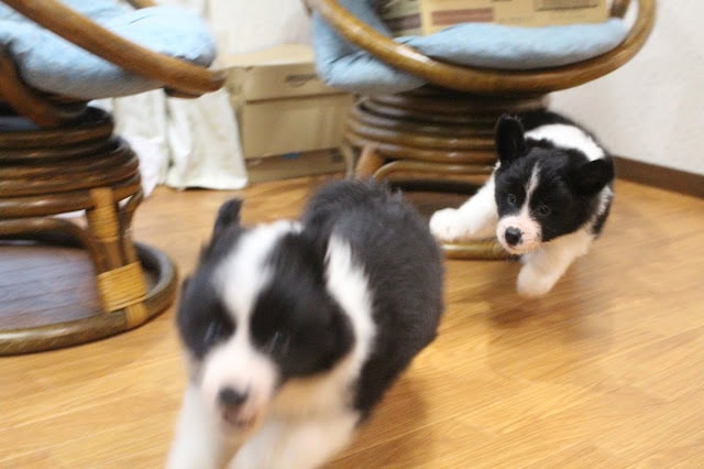 子犬がリビングで走り回る姿の写真です。.