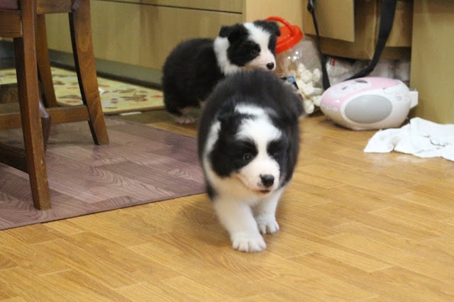 子犬のペアが木製の床の上を歩いている様子。.