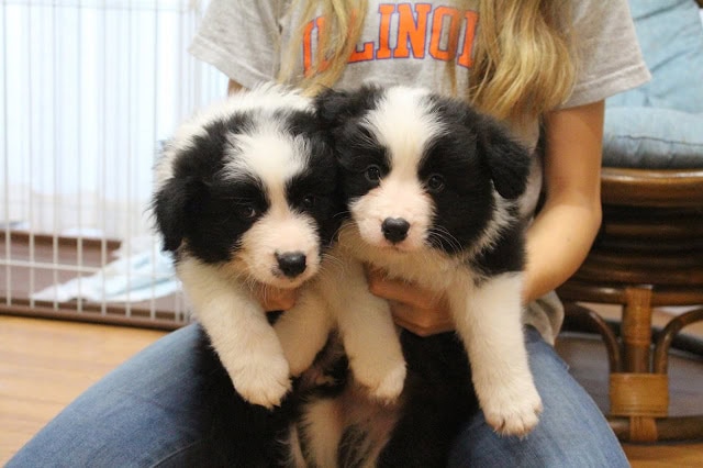 子犬の黒白の子犬を抱く女性の手.