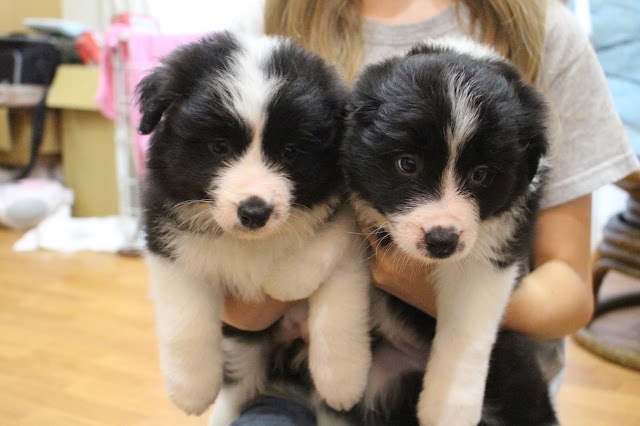 子犬のペアを抱く人の手と背景の室内.