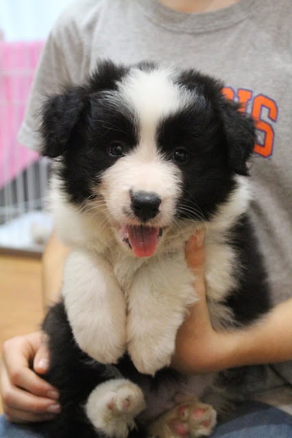 子犬を抱く子供の手と笑顔の子犬のアップ写真.