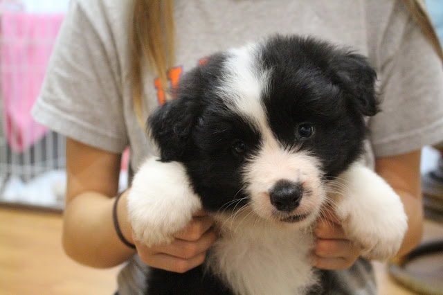 子犬を抱く女性の手と可愛い黒白の子犬のアップ.