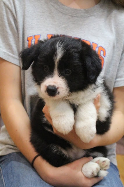 子犬を抱く人の手と上半身の一部が映る.