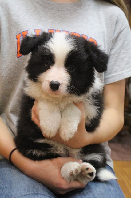 子犬を抱く女性の手と上半身の写真です。.