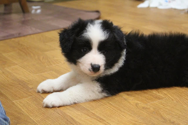 子犬が木製の床に横たわる姿.