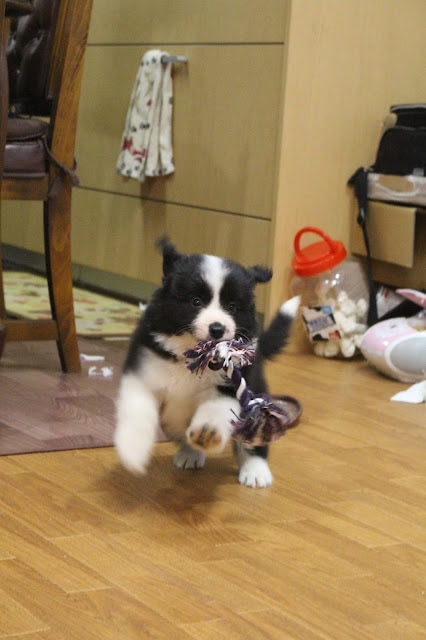 子犬が猫のおもちゃを咥えて遊んでいる様子.