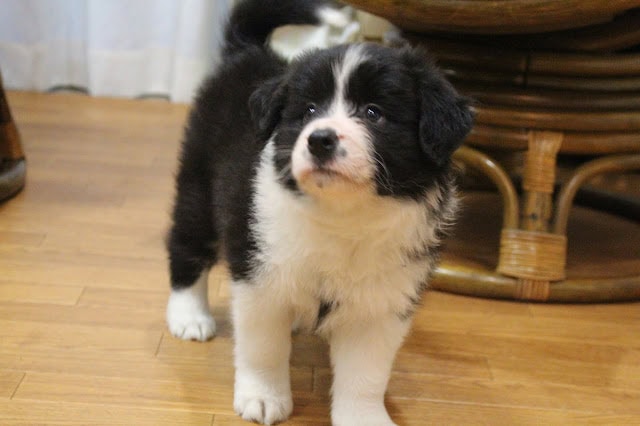 子犬の黒白の毛並みと大きな目が魅力的なペットの写真.