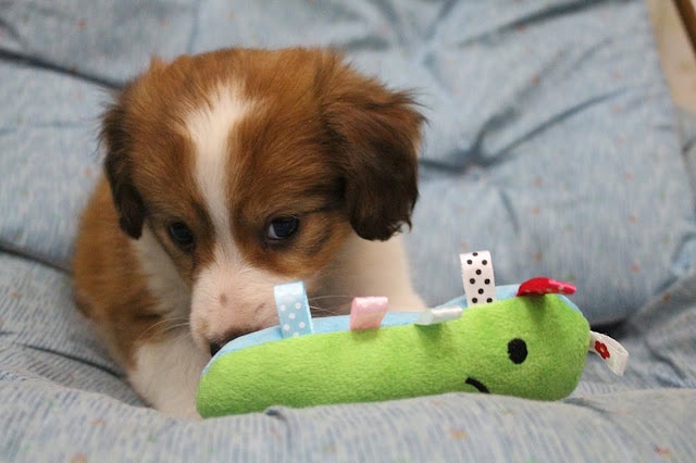 子犬がぬいぐるみの恐竜と遊んでいる写真.