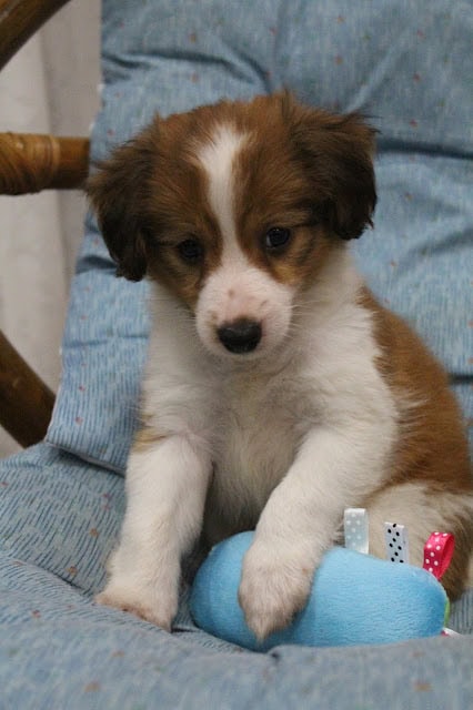 ALTタグ：座っている子犬のアップ写真、白と茶色の毛並み.