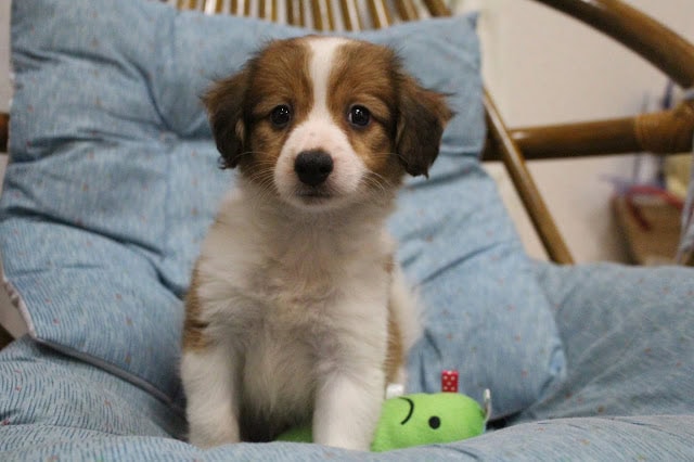 ふわふわの子犬がソファに座っています。.