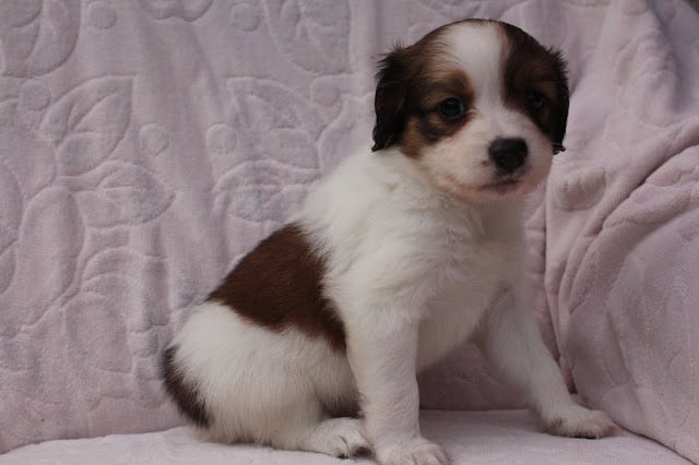 子犬のアップ写真、茶色と白の毛色が特徴的です.