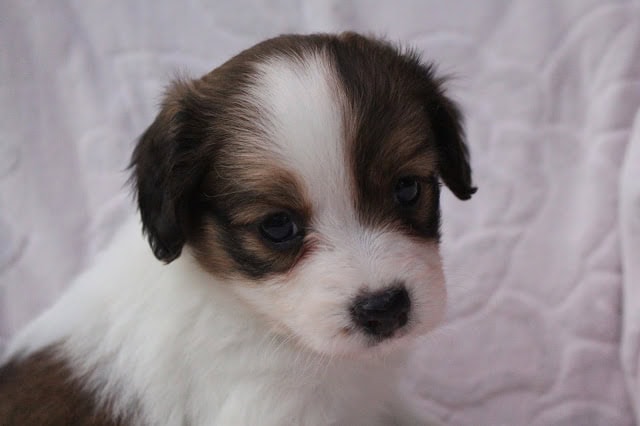 白と茶色の子犬のアップ写真.