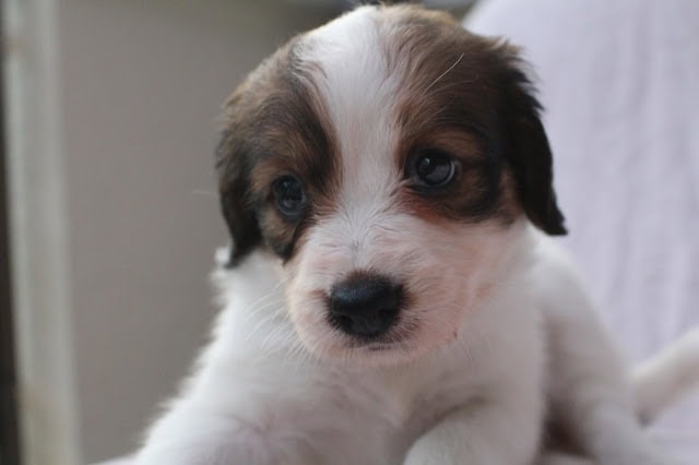 白と茶色の子犬のアップ写真、優しい目を持つ.