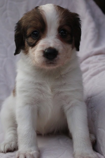 子犬のアップ写真、ふわふわの毛と大きな瞳が魅力的です.