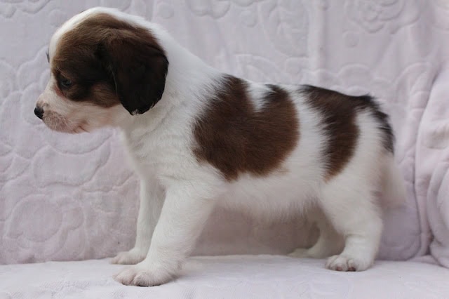 子犬のかわいいシャルっ子の写真です.