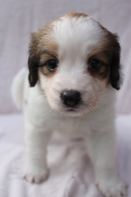 白と茶色の子犬のアップ写真.