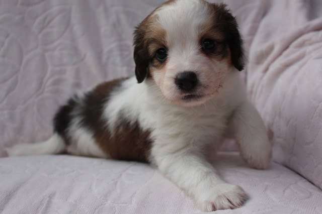かわいい白黒の子犬がソファに座っています.